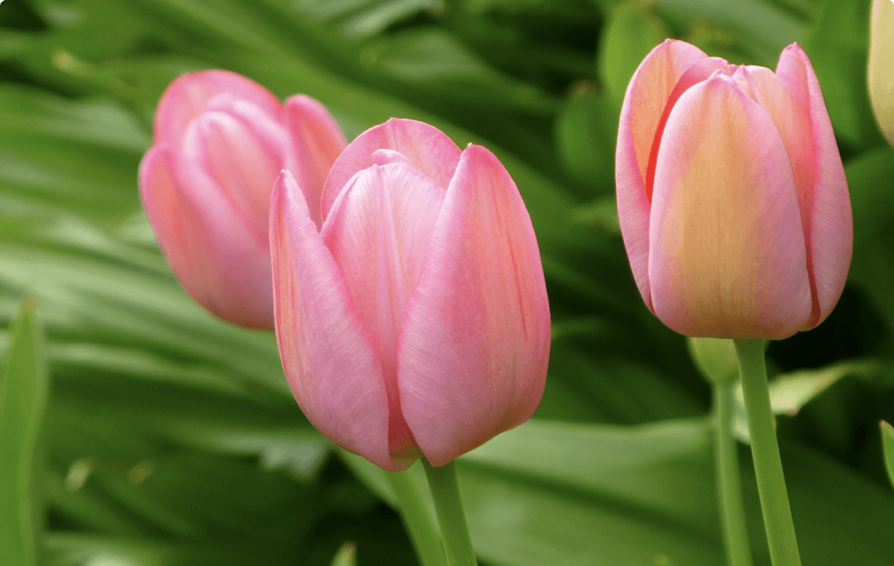 datasets-flower-image-dataset